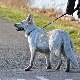 Кривична пријава мушкарцу који је са терасе гасним пиштољем пуцао на пса