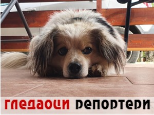 Гледаоци репортери (15. јун 2021)