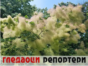 Гледаоци репортери (20. јун 2021)