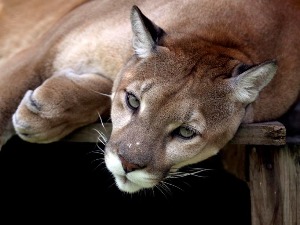 Пума направила пометњу у Словенији, потрага траје скоро месец дана