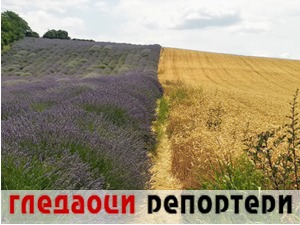 Гледаоци репортери (7. јул 2021)