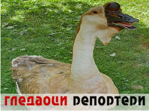 Гледаоци репортери (12. јул 2021)