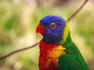 Није храна све што блиста – папагај доручковао 21 дијамант