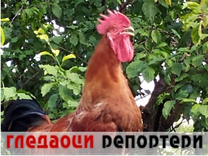 Гледаоци репортери (15. јул 2021)