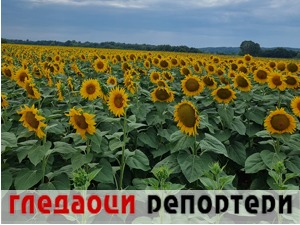 Гледаоци репортери (19. јул 2021)