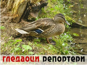 Гледаоци репортери (30. јул 2021)