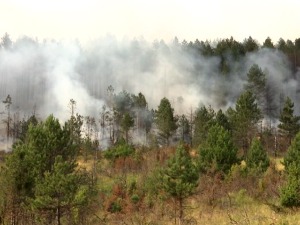 Пожар код Муртенице под контролом, ватрену стихију обуздава више од 80 ватрогасаца