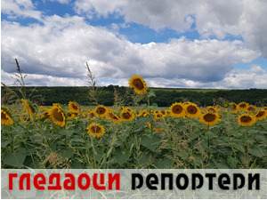 Гледаоци репортери (7. август 2021)