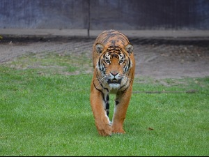 Тигар убио жену у сафари парку у Чилеу