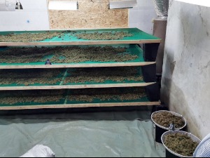 Заплењено 20 килограма марихуане у Новој Пазови, ухапшена једна особа