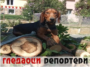 Гледаоци репортери (8 септембар 2021)