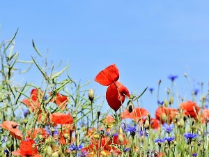 Још један сунчан дан, за викенд неколико степени топлије