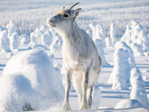 Аилово путовање