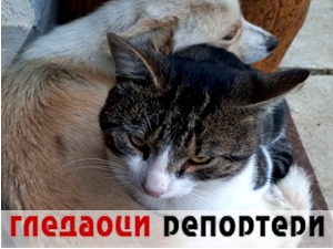 Гледаоци репортери (17. октобар 2021)