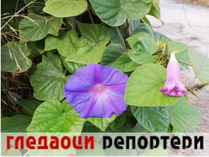 Гледаоци репортери (18. октобар 2021)