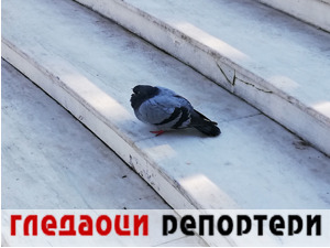 Гледаоци репортери (28. октобар 2021)