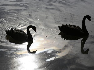 Гладним Севернокорејцима речено да једу "укусне" црне лабудове