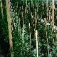 Још једна заплена марихуане, код Уба пронађено 1.170 стабљика канабиса