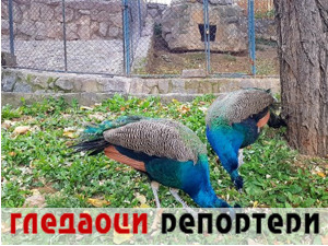 Гледаоци репортери (3. новембар 2021)