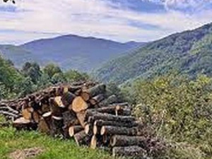 Траг: Прво лице Кукавице