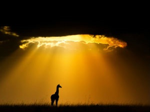 Злочини против живих бића су злочини против живота