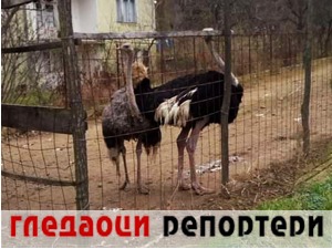 Гледаоци репортери (29. новембар 2021)