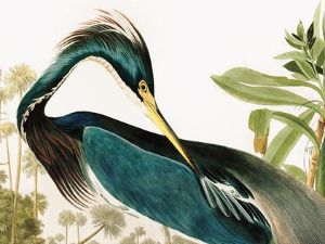 Птице Америке