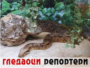 Гледаоци репортери (4. децембар 2021)