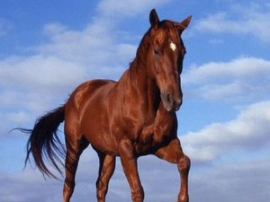 Траг: По бату ата, до Баната