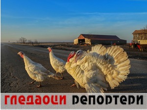 Гледаоци репортери (12. децембар 2021)