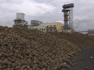 Шећерна репа поново оправдала титулу краљице наших поља, највећи принос досад