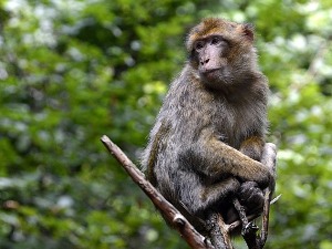 Мајмуни у Индији из освете убили 250 паса