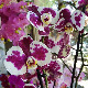 Образовно огледало: Орхидеја