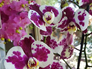 Образовно огледало: Орхидеја