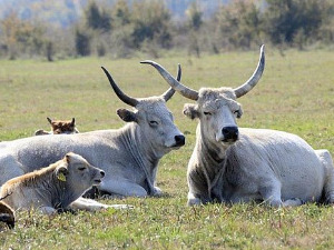 Културна баштина Србије: Специјални резерват природе Засавица