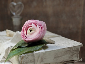 	Претпоноћни тренуци - Песма Лепота љубави, Шукрија Рама - Гојко Шантић