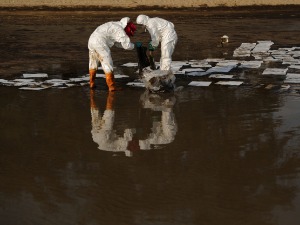 Еколошка катастрофа на Тајланду, излила се нафта из подводне цеви