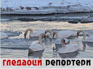 Гледаоци репортери (31. јануар 2022)