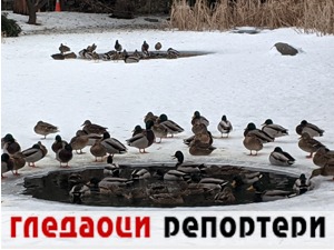 Гледаоци репортери (13. фебруар 2022)