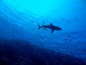 Ајкула убила пливача у јужној Аустралији, први смртоносни напад код Сиднеја од 1963. године