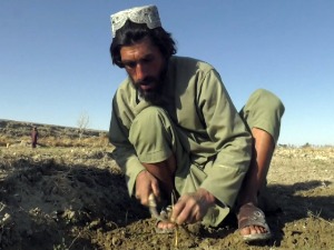 Поља мака одолела сукобима у Авганистану – зашто се и даље сеје иако је продаја опијума забрањена