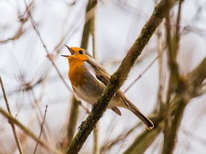 Гласне жице