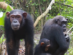 Клима да нам штима