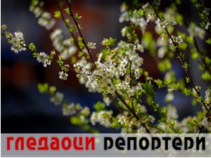 Гледаоци репортери (31. март 2022)