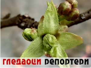 Гледаоци репортери (3. април 2022)