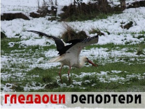 Гледаоци репортери (4. април 2022)