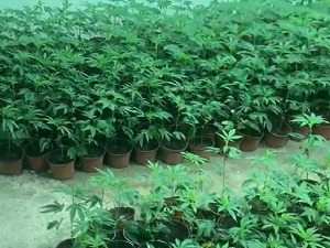 У Звечану ухапшене четири особе, заплењена дрога вредна више од милион евра 