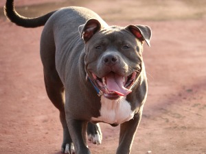 Власник питбулова који су напали жену осуђен на пет година