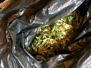 Заплењено 1,3 килограма марихуане, осумњичени дрогу крио у шупи на Палилули