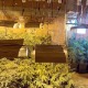 У Старим Бановцима и Батајници откривене лабораторије за производњу марихуане, ухапшене две особе